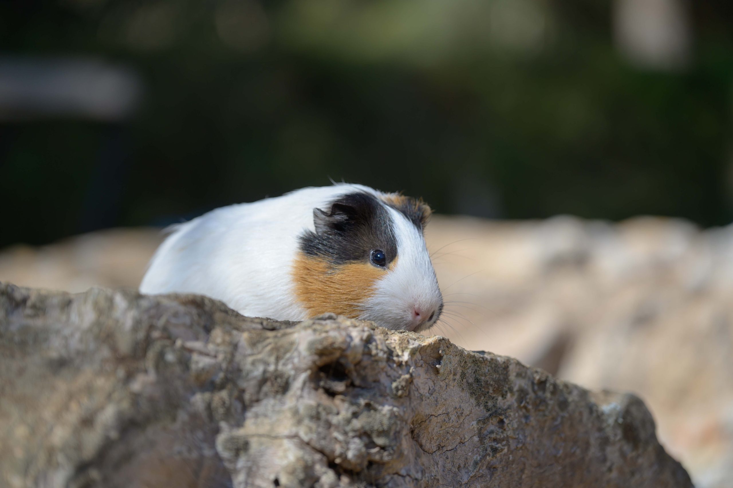 cobaya 3