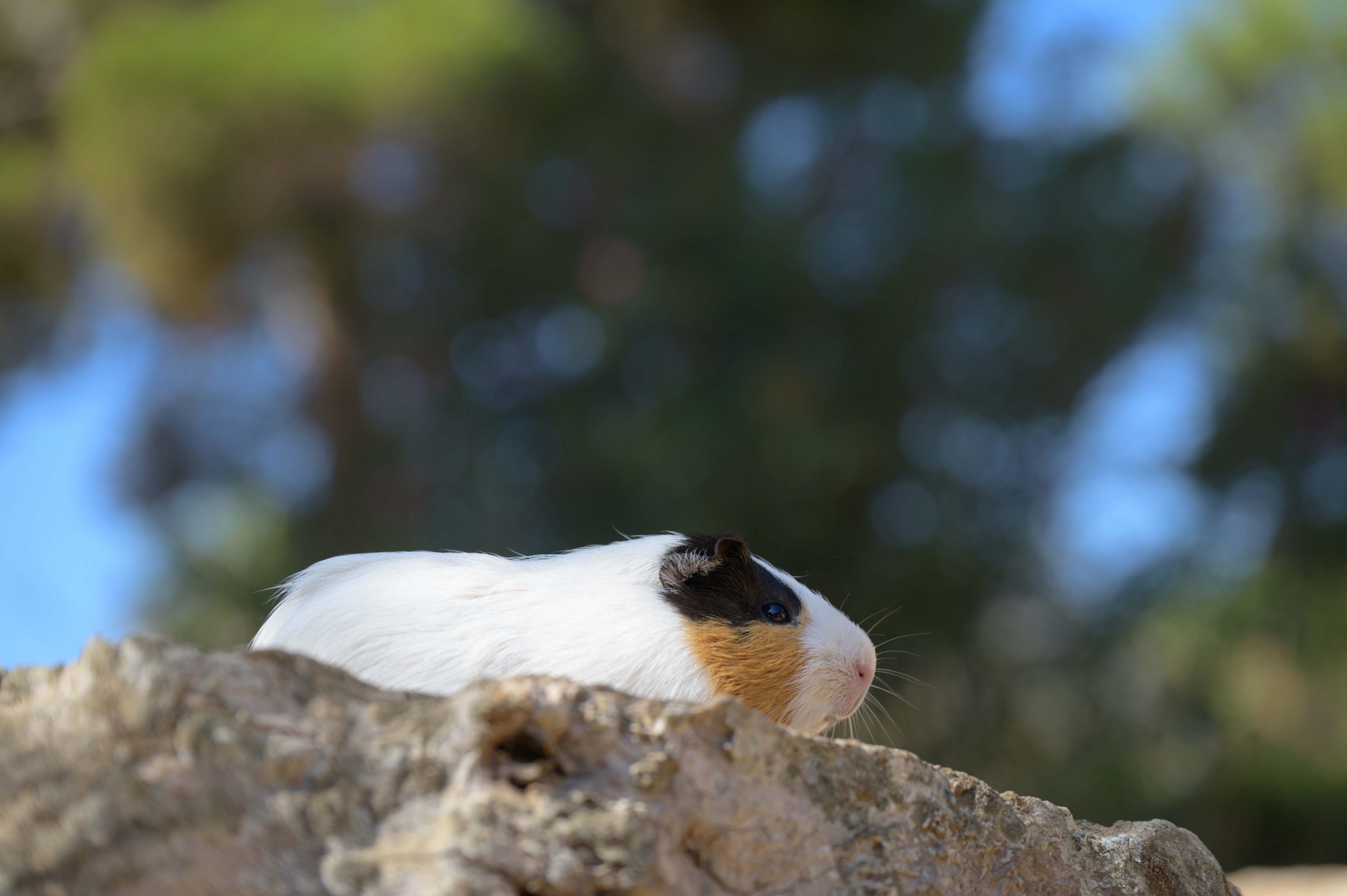cobaya 1