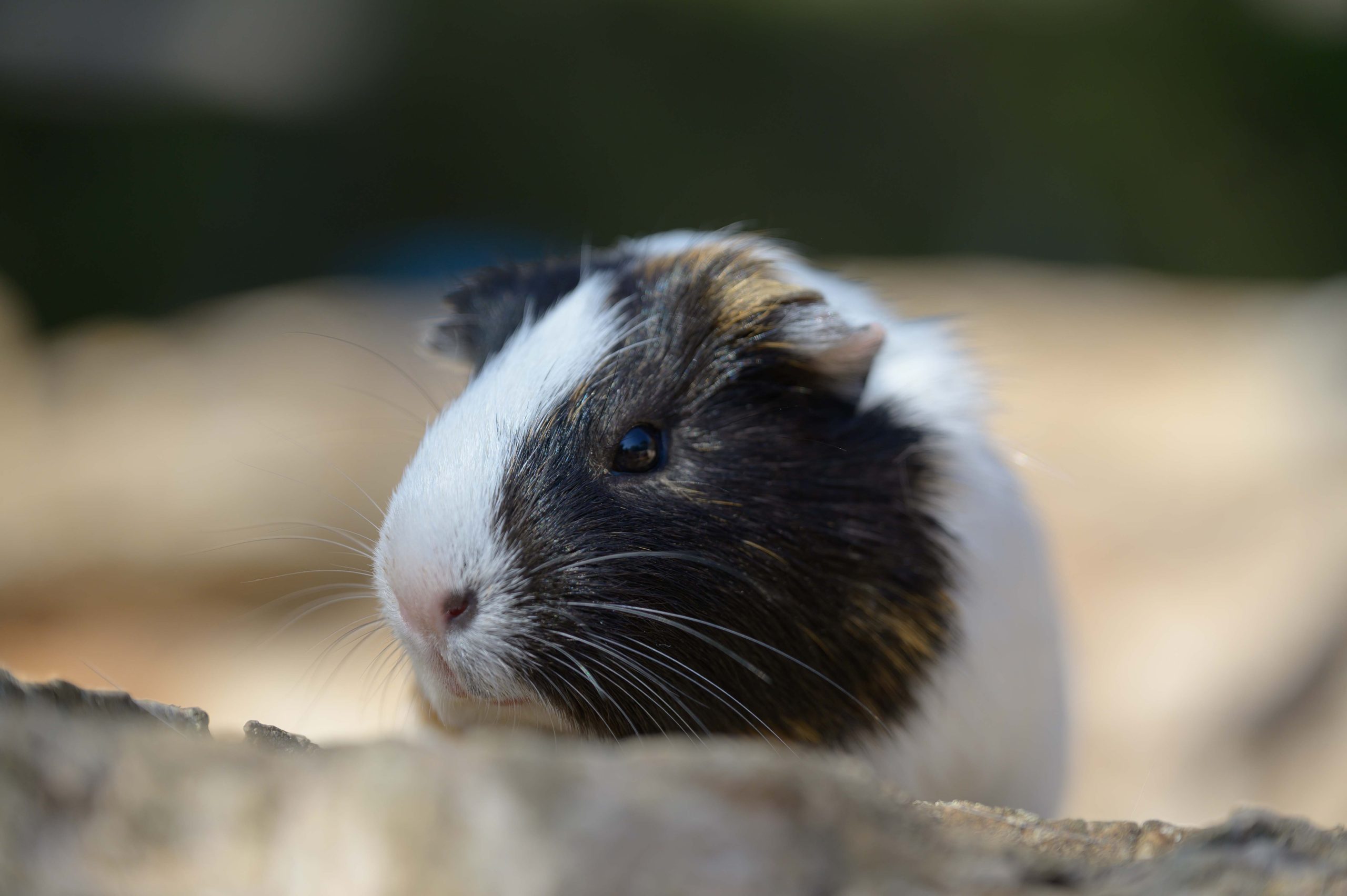 cobaya 2