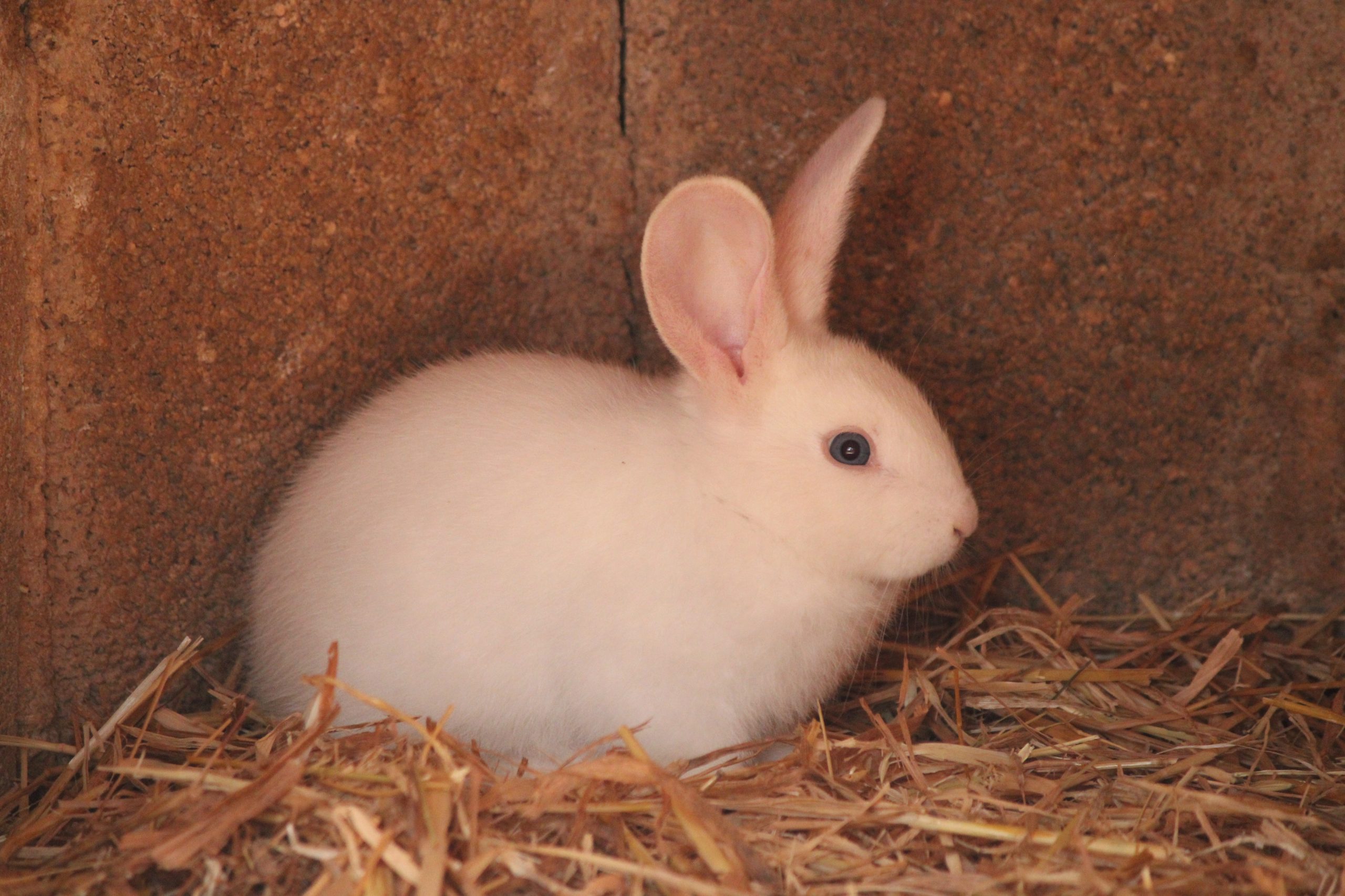 conejo 1