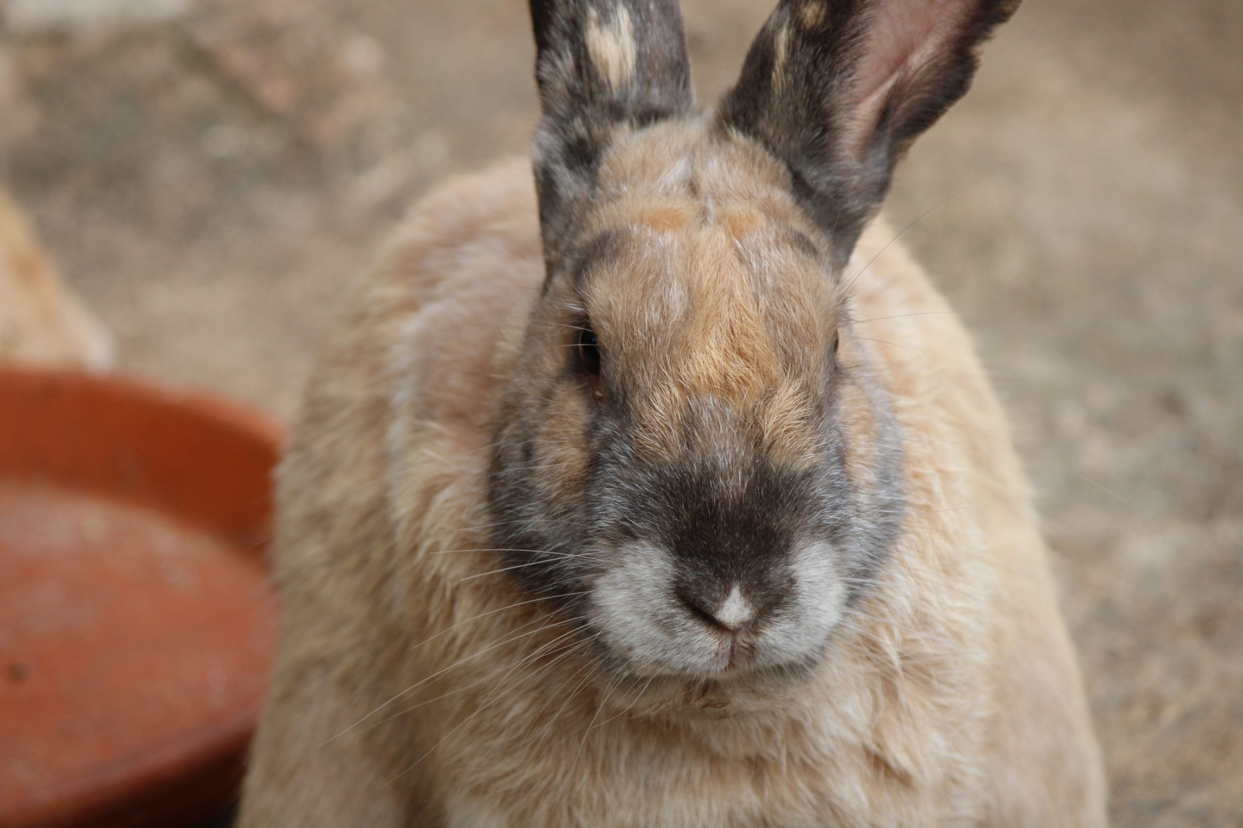 conejo 3