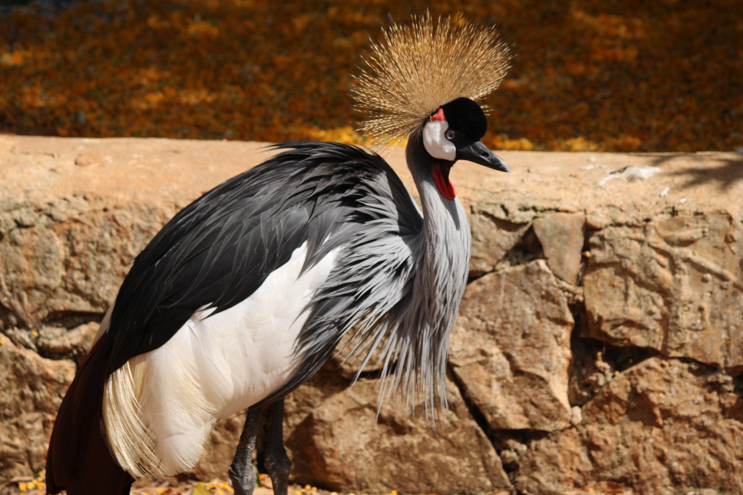 grulla cornoada 3