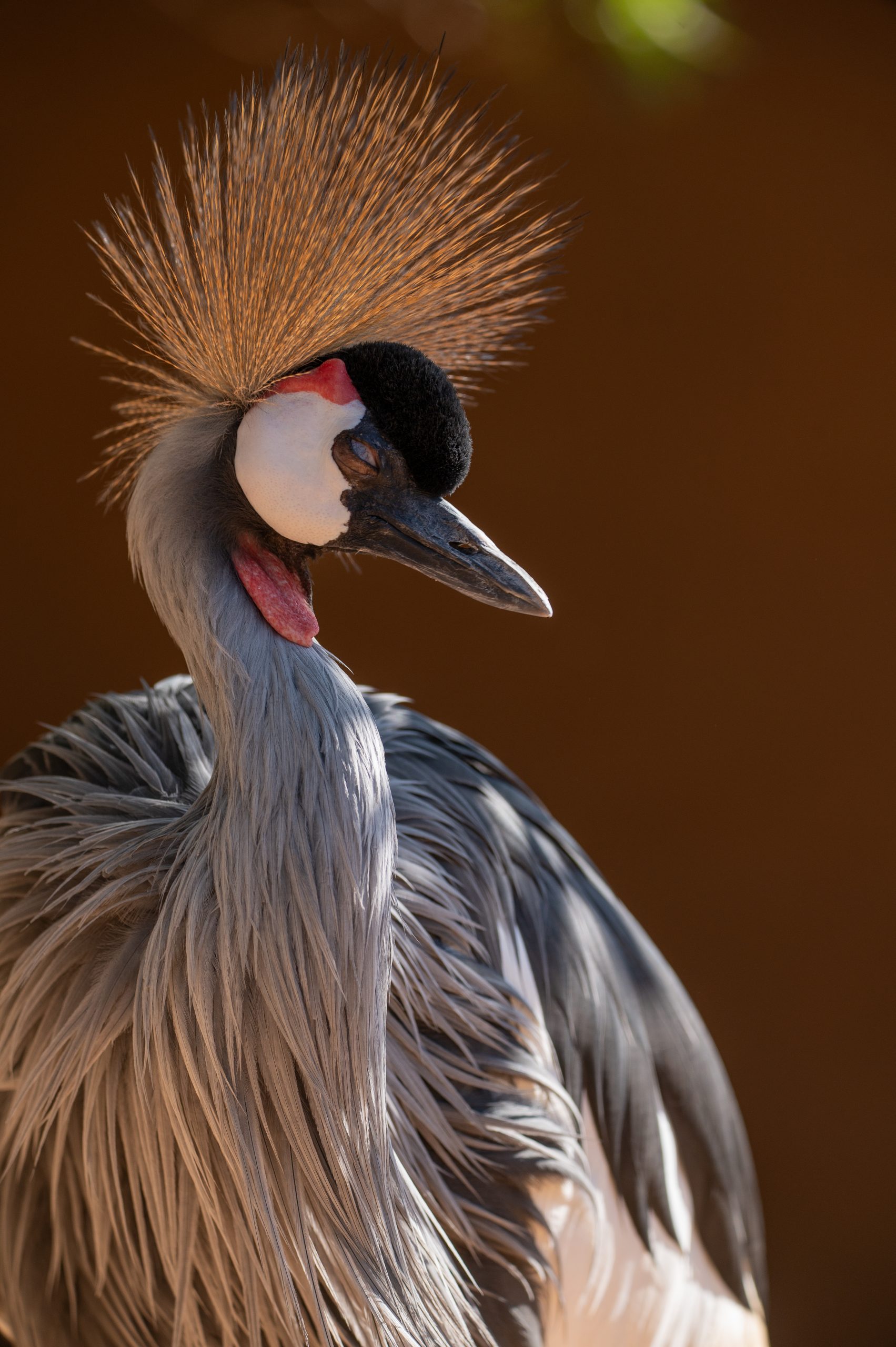 grulla coronada 1
