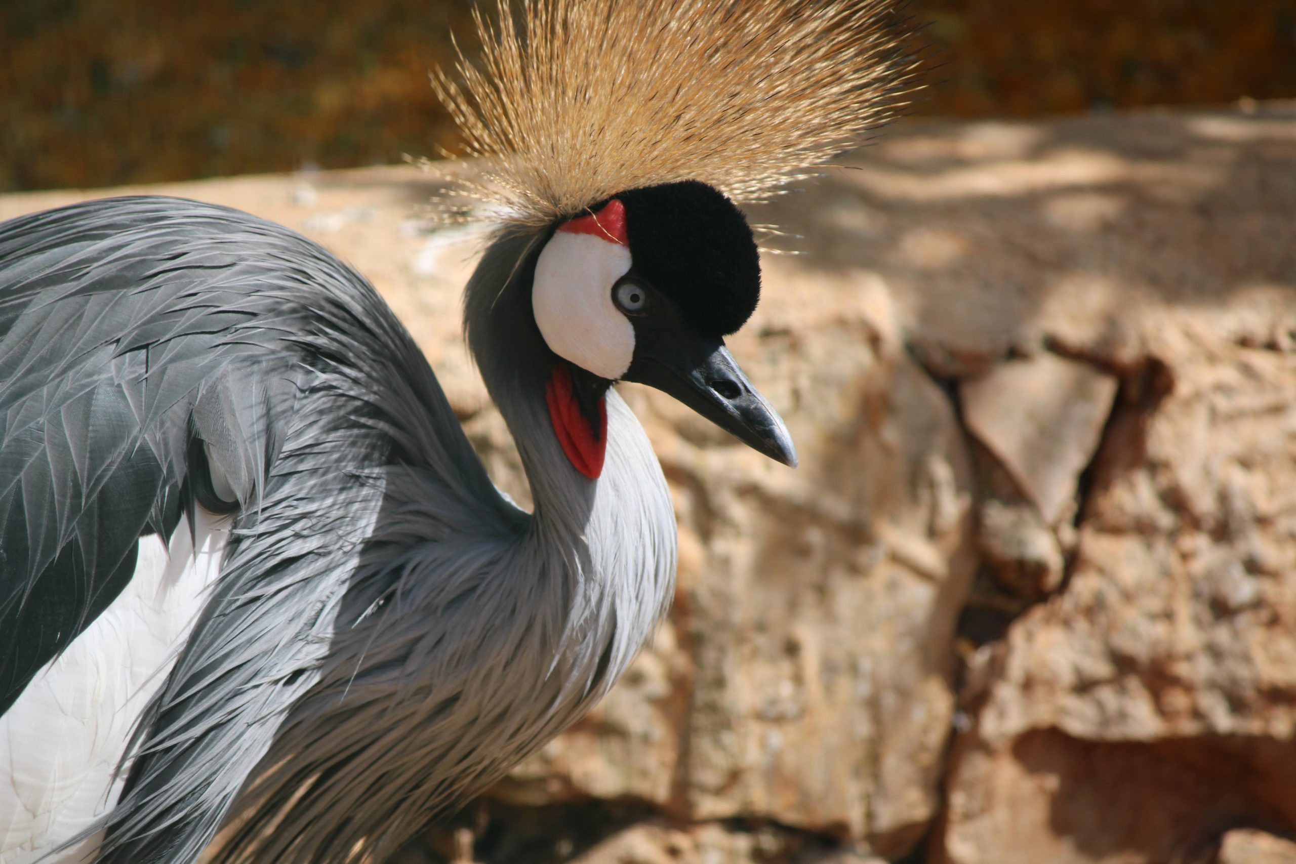 grulla coronada 2