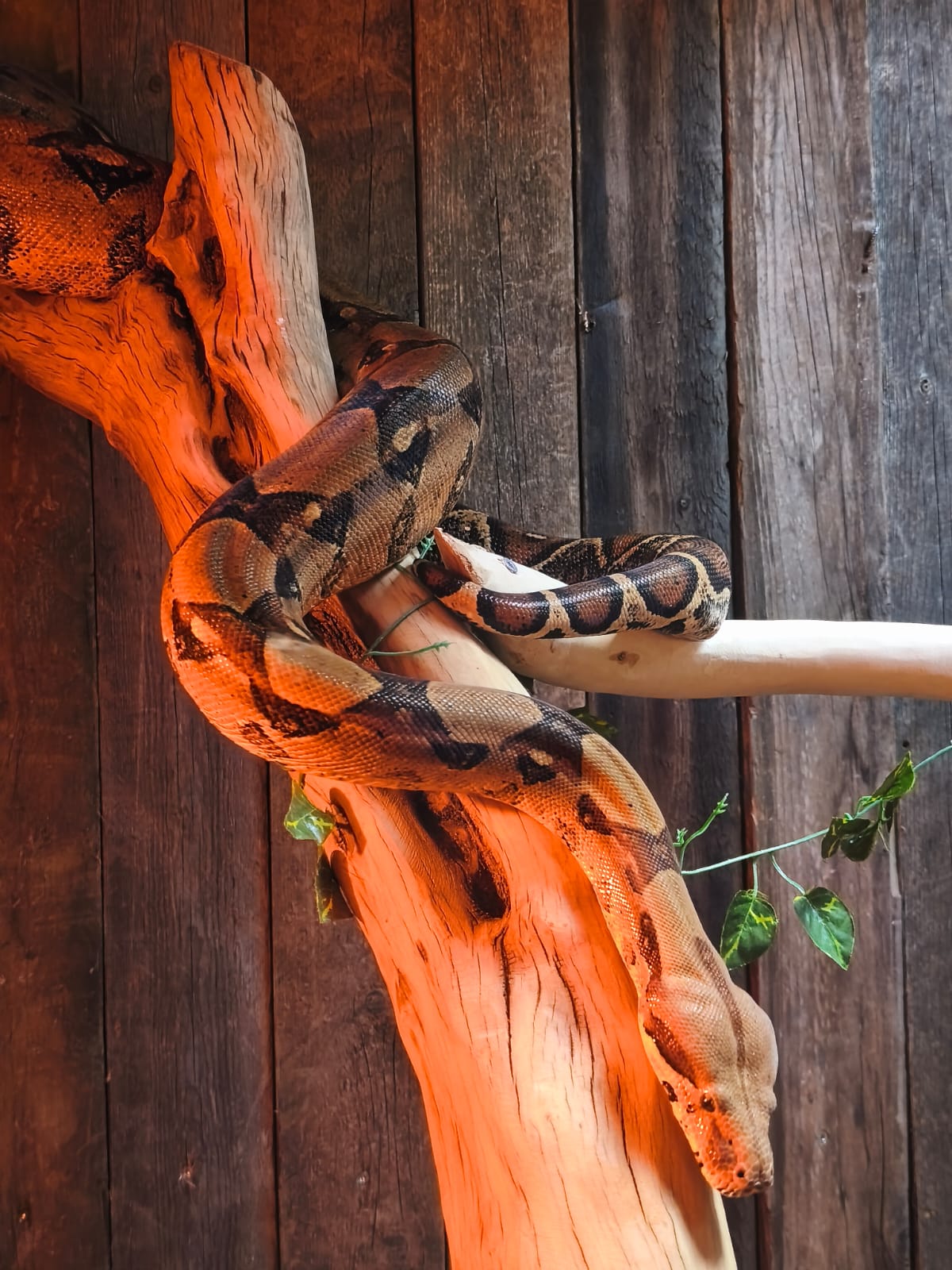 Boa imperator 2
